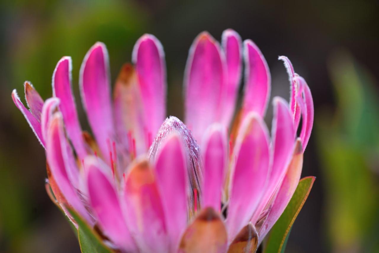 Honeyrock Cottages Kleinmond Exterior foto